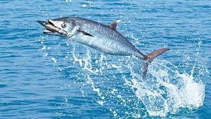 “4-hour fishing trips on a 24-foot boat (Kingfish trolling fishing).”