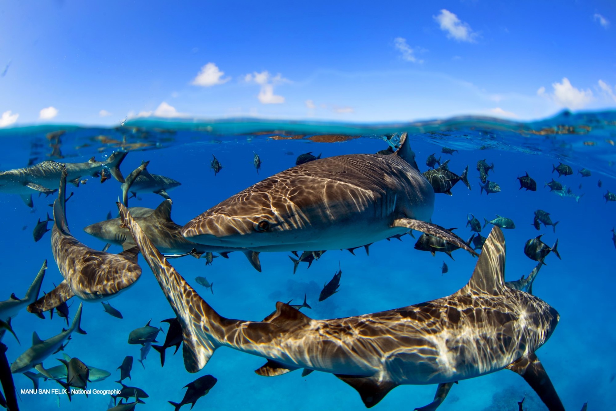 Marine Life Adventure